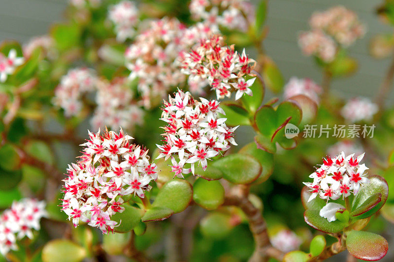 桂花/玉石植物/银杏花